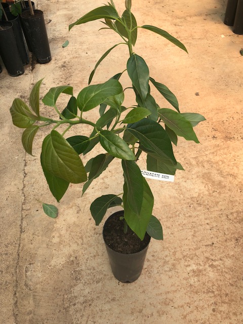 Planta de Aguacate BACON Patrón Clonal
