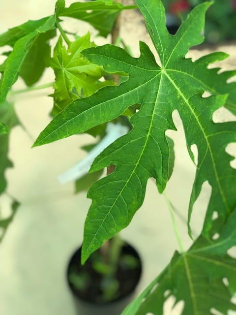 Planta de Papaya Maradol Enana