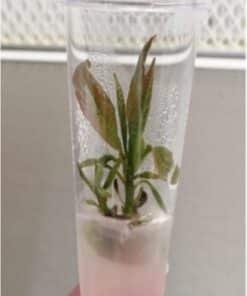 Patron-clonal-DEGANIA