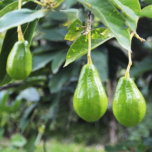 Aguacate_Fuerte-2