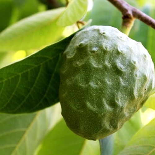 Chirimoya_fino_de_Jete