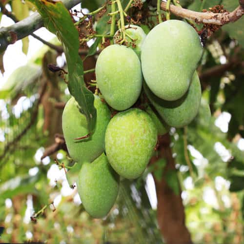 Imagen__Nuestra_tienda_Mango