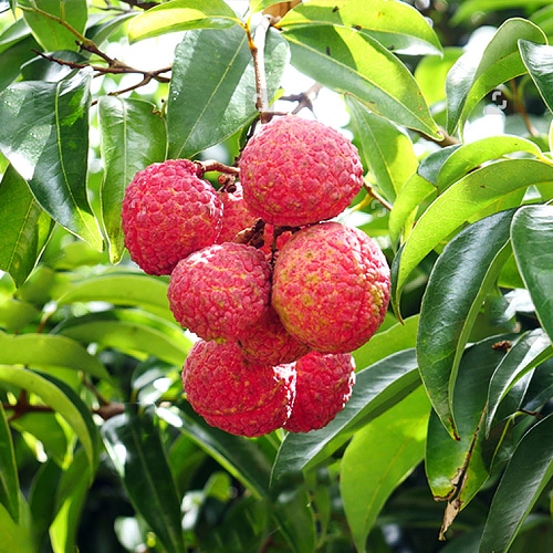 Litchi-1