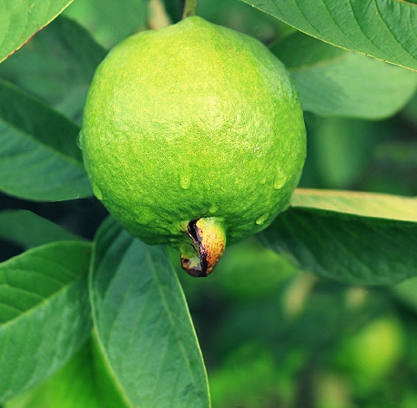 planta-guayaba