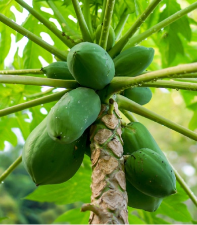 planta-papaya